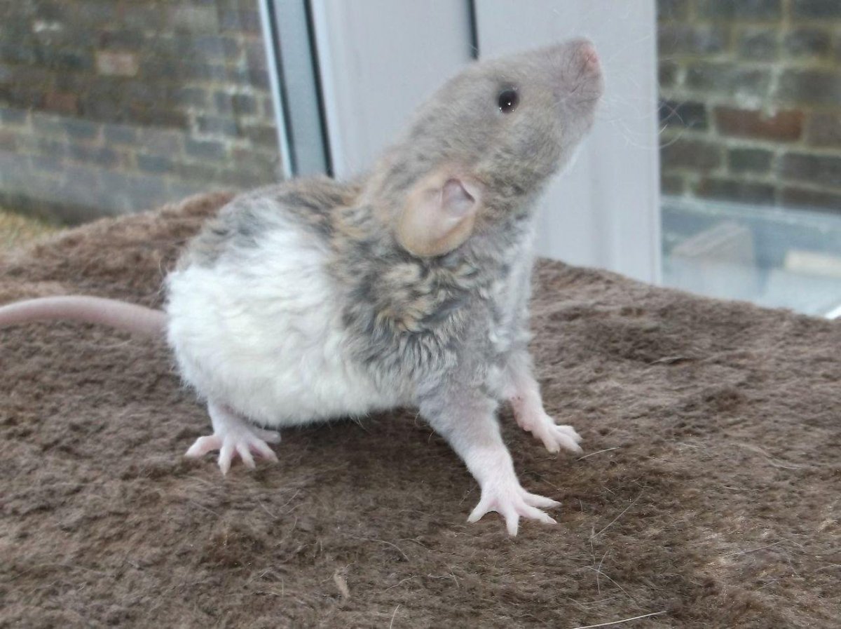 Крысята Дамбо рекс