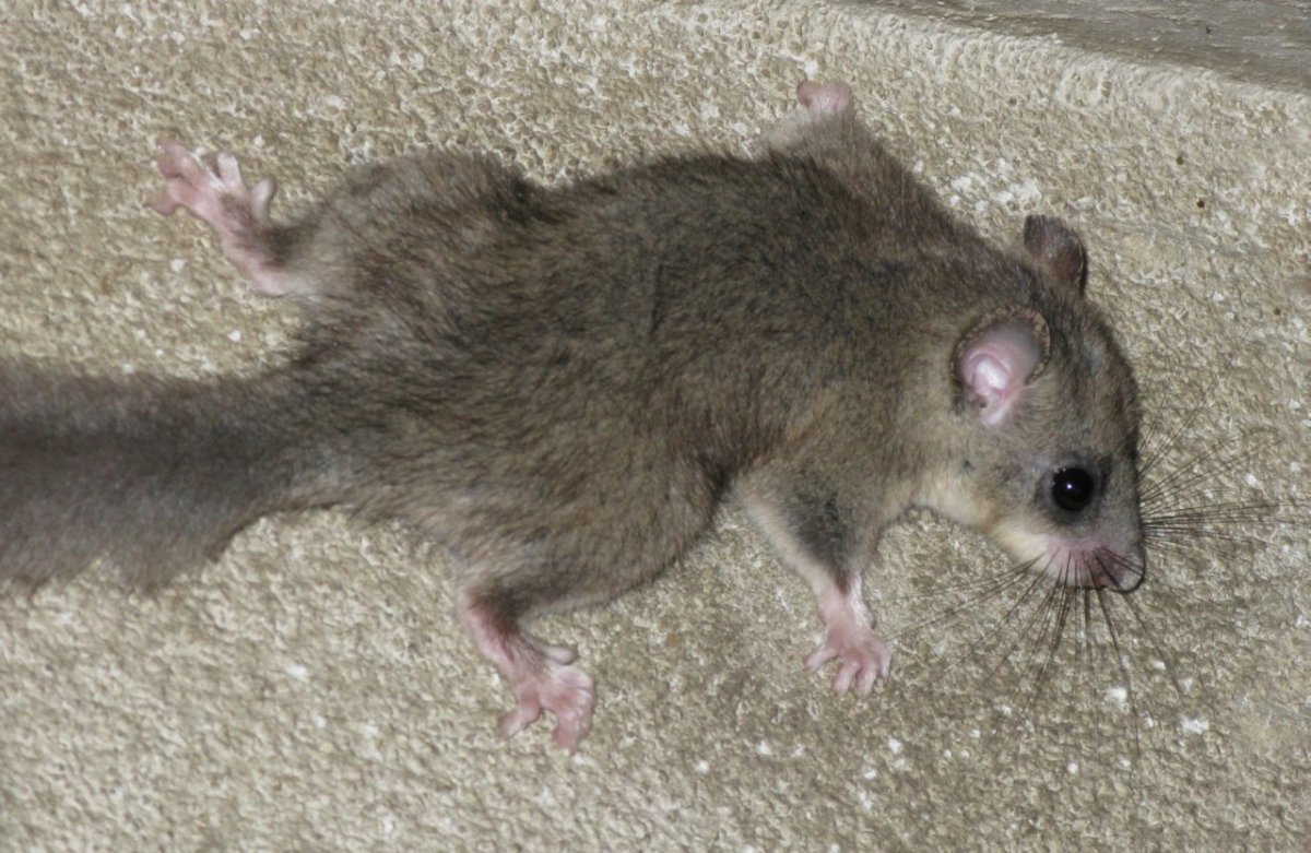 Крыса с пушистым хвостом