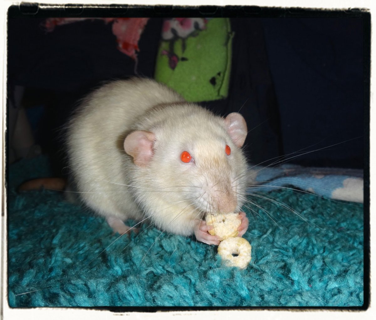 Гималайская крыса Дамбо