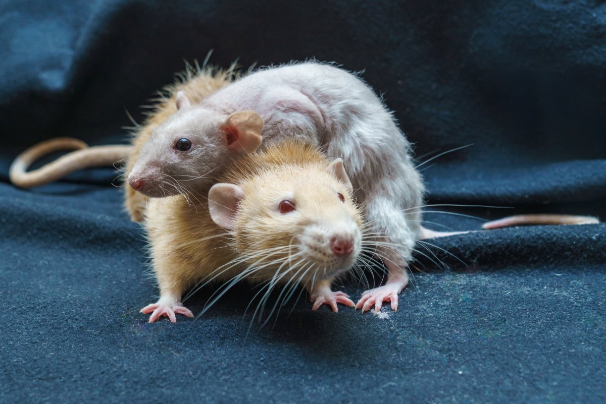 Декоративные крысы Дамбо сиамские