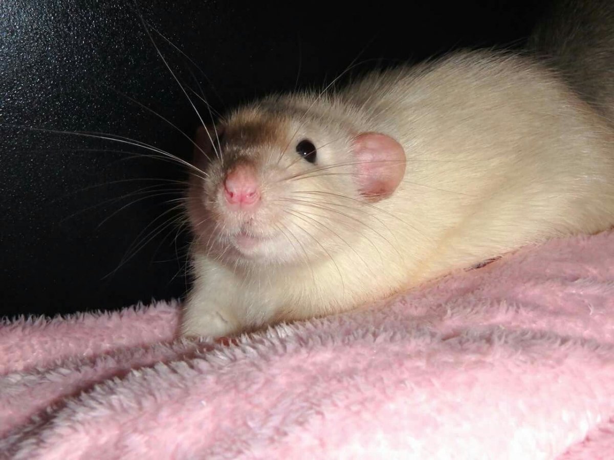 Крыса Сиам