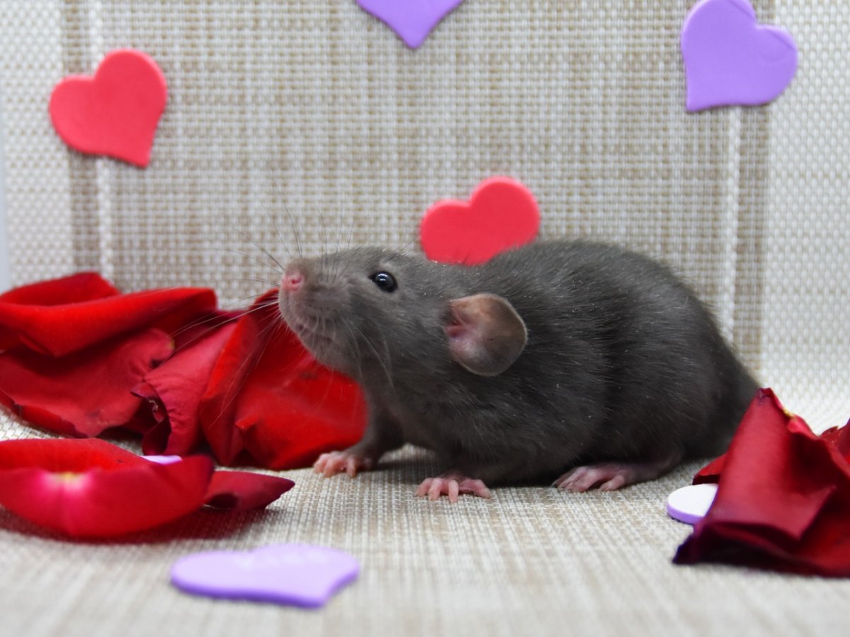 Крыса гималайская белая Дамбо