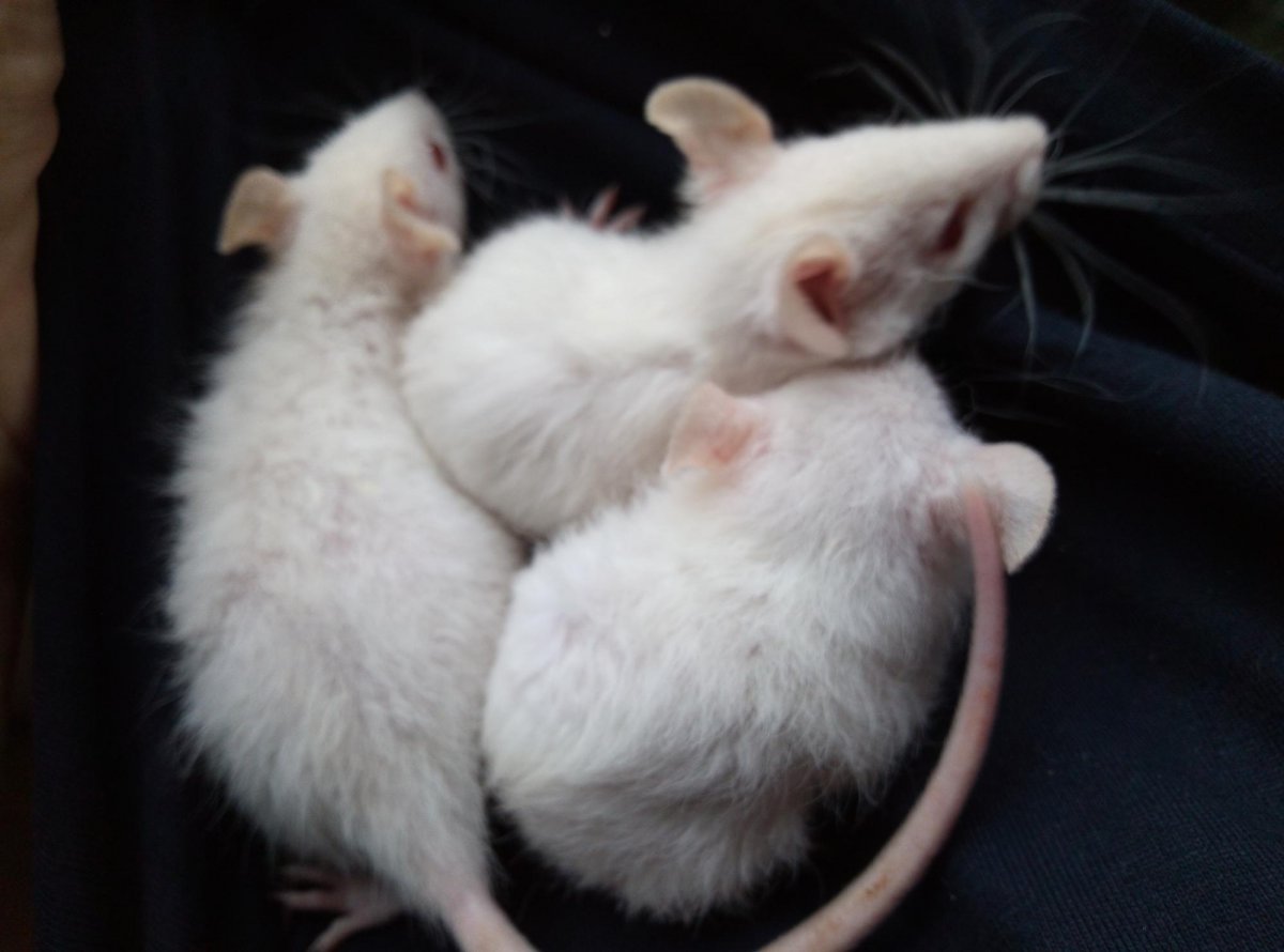 Белая крыса с голубыми глазами