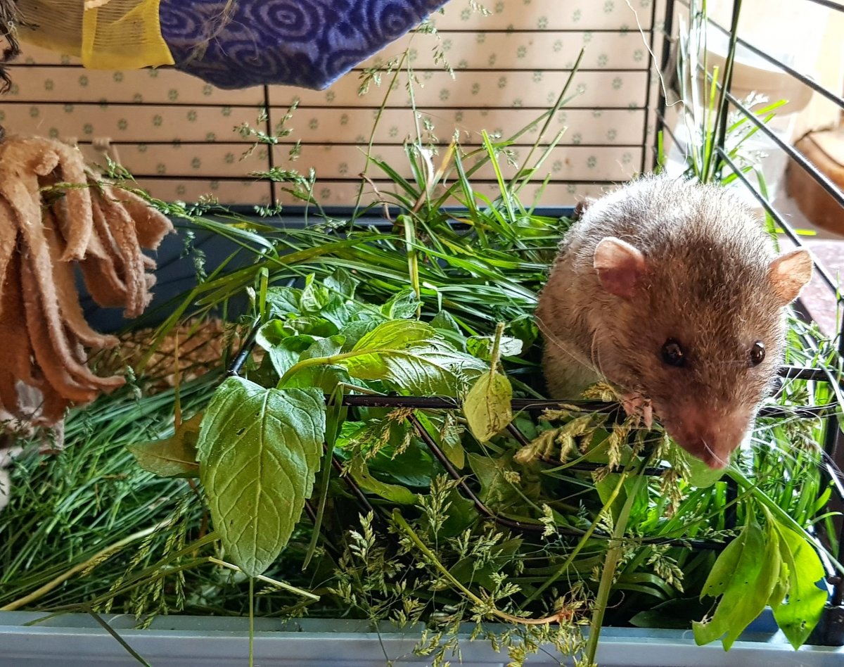 Дамбо Сиамская крыса породы