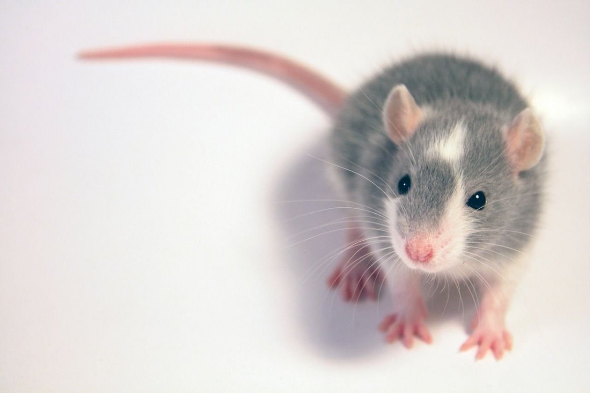 Питомник декоративных крыс