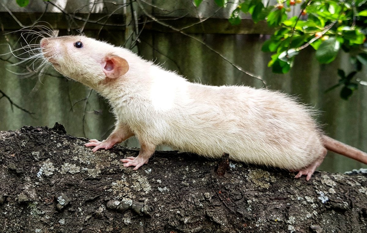 Синяя крыса