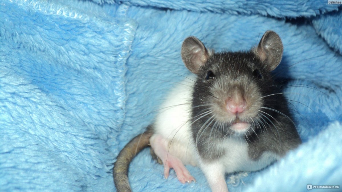 Крыса гималайская