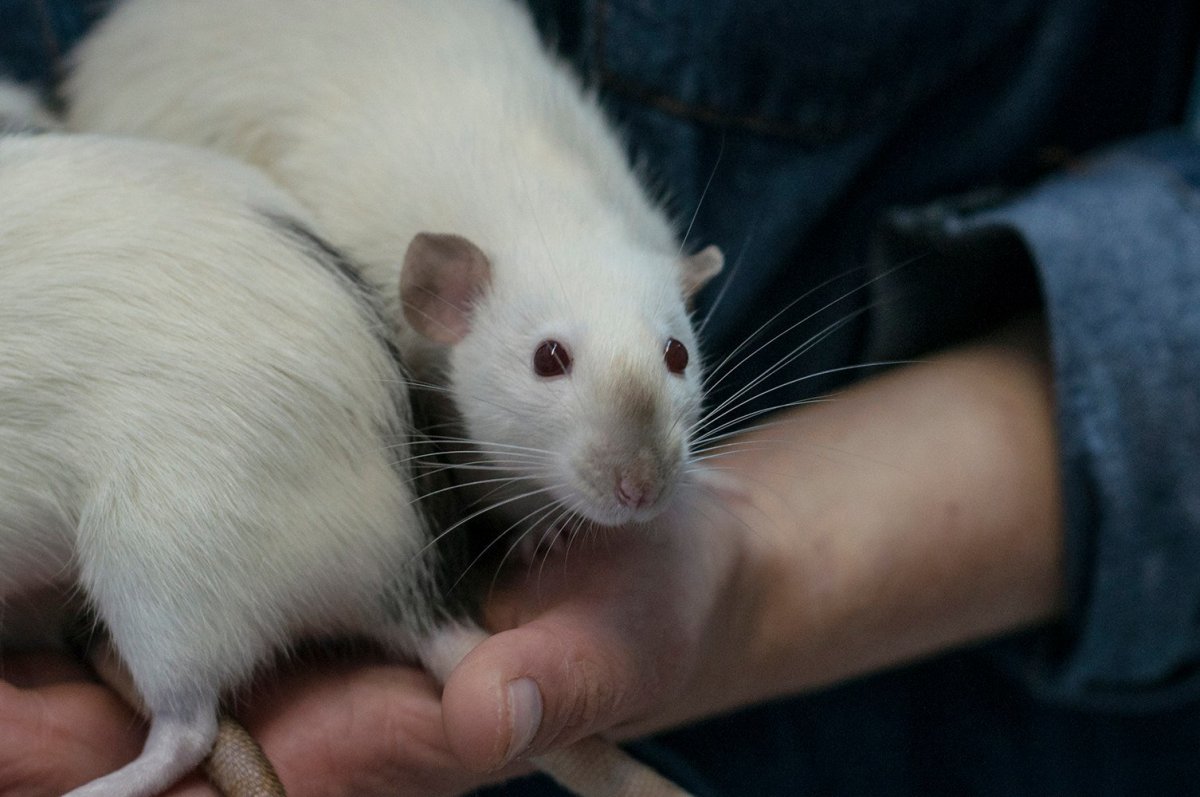 Крыса Дамбо Сиамская