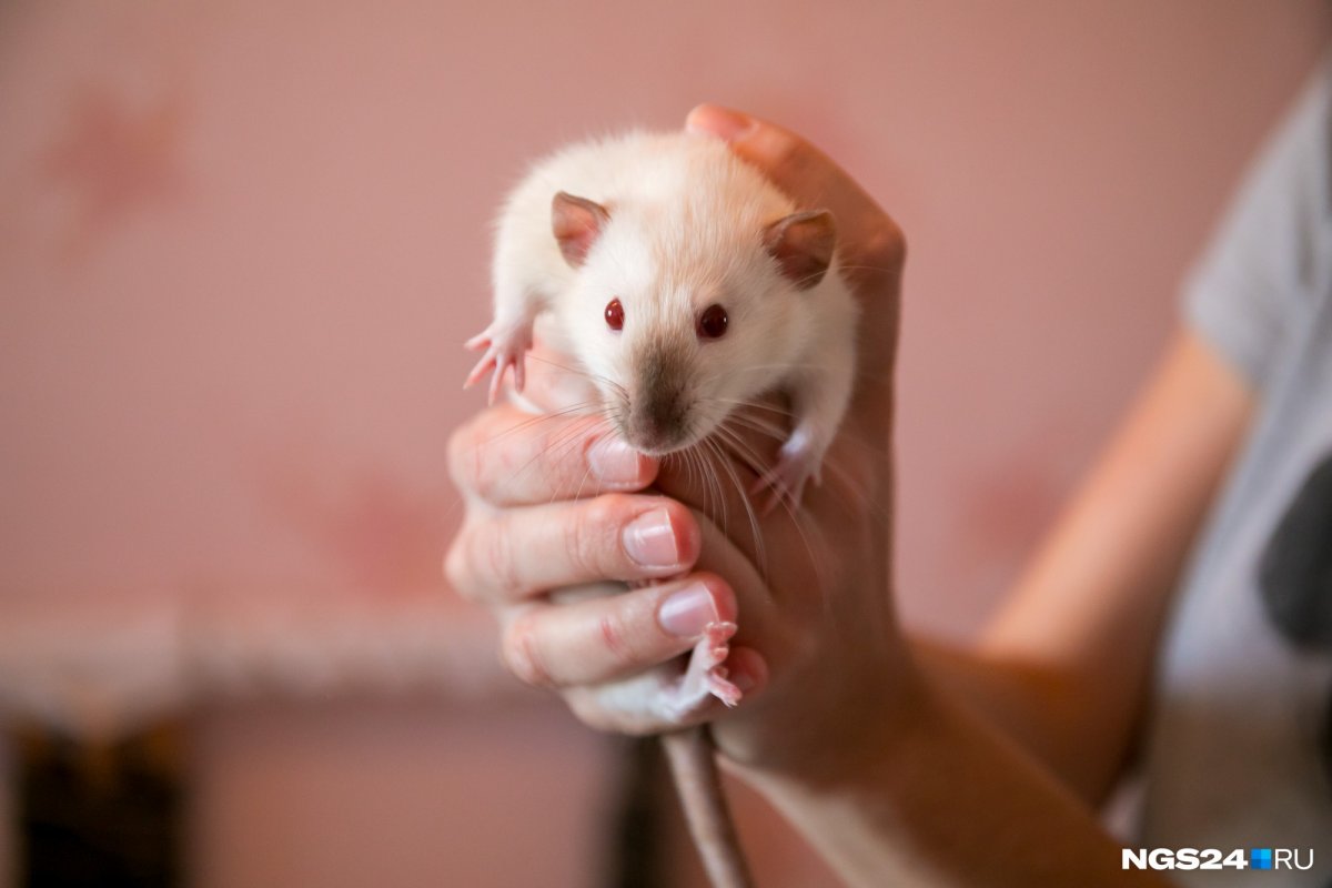 Крысята у гималайской крысы