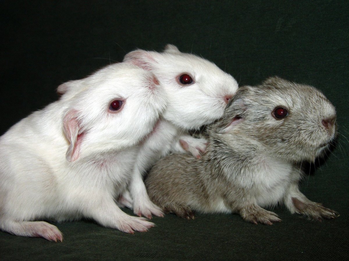 Декоративная крыса Дамбо