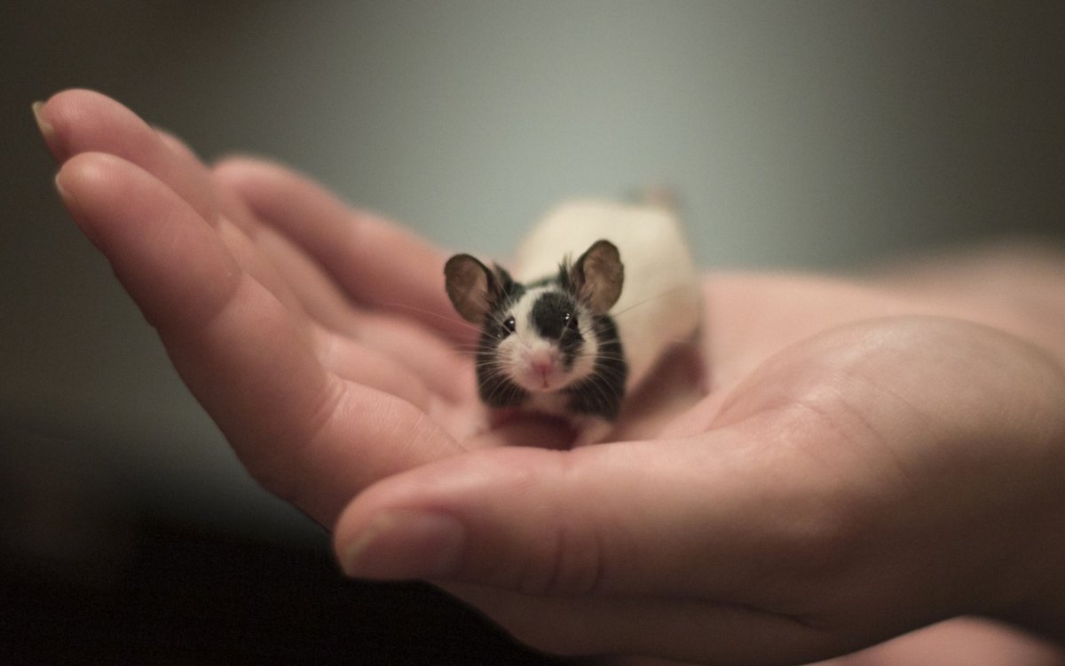 Мышка на ладошке