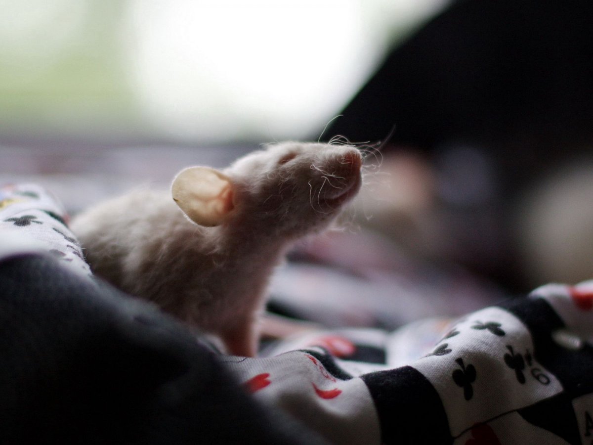 Мышь и компьютерная мышь