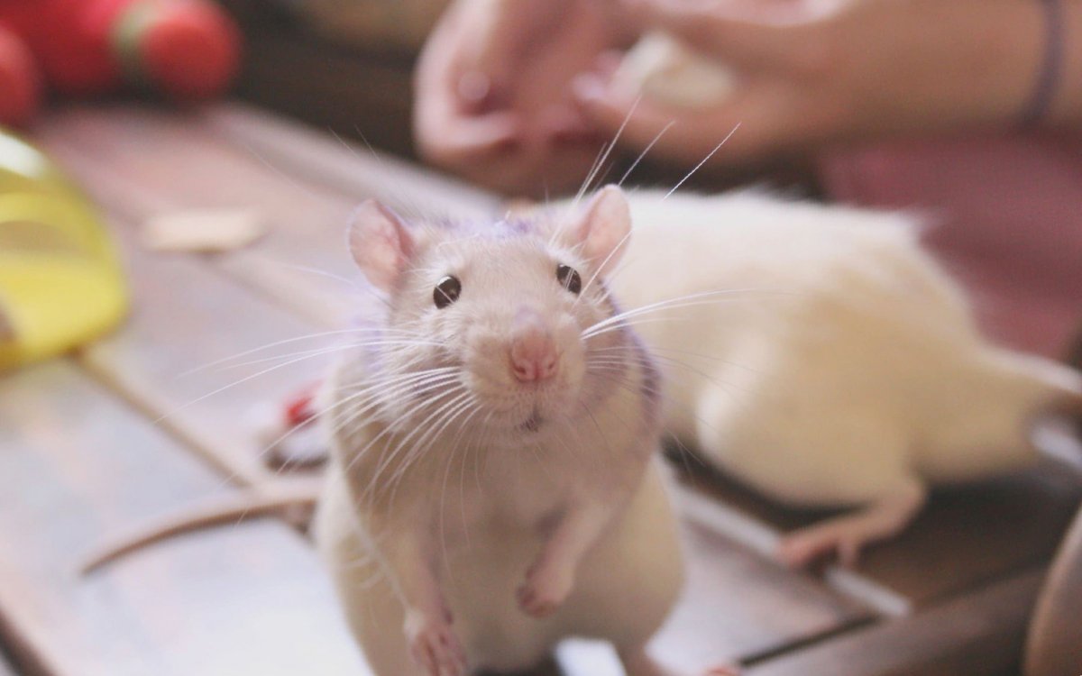 Мышь на ладони