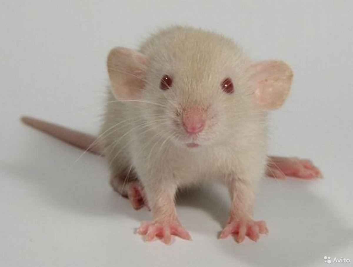 Крыска Дамбо персиковая