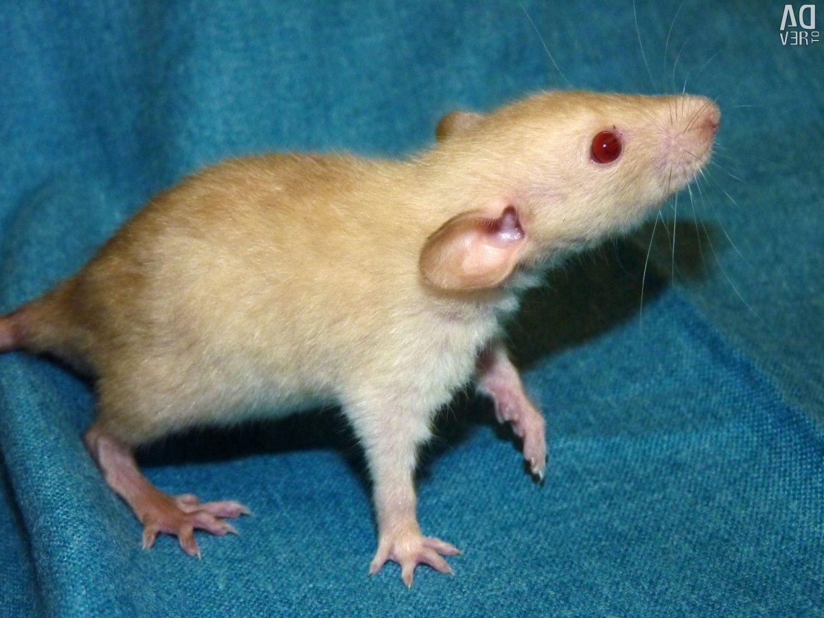 Крыса Дамбо сиамский окрас