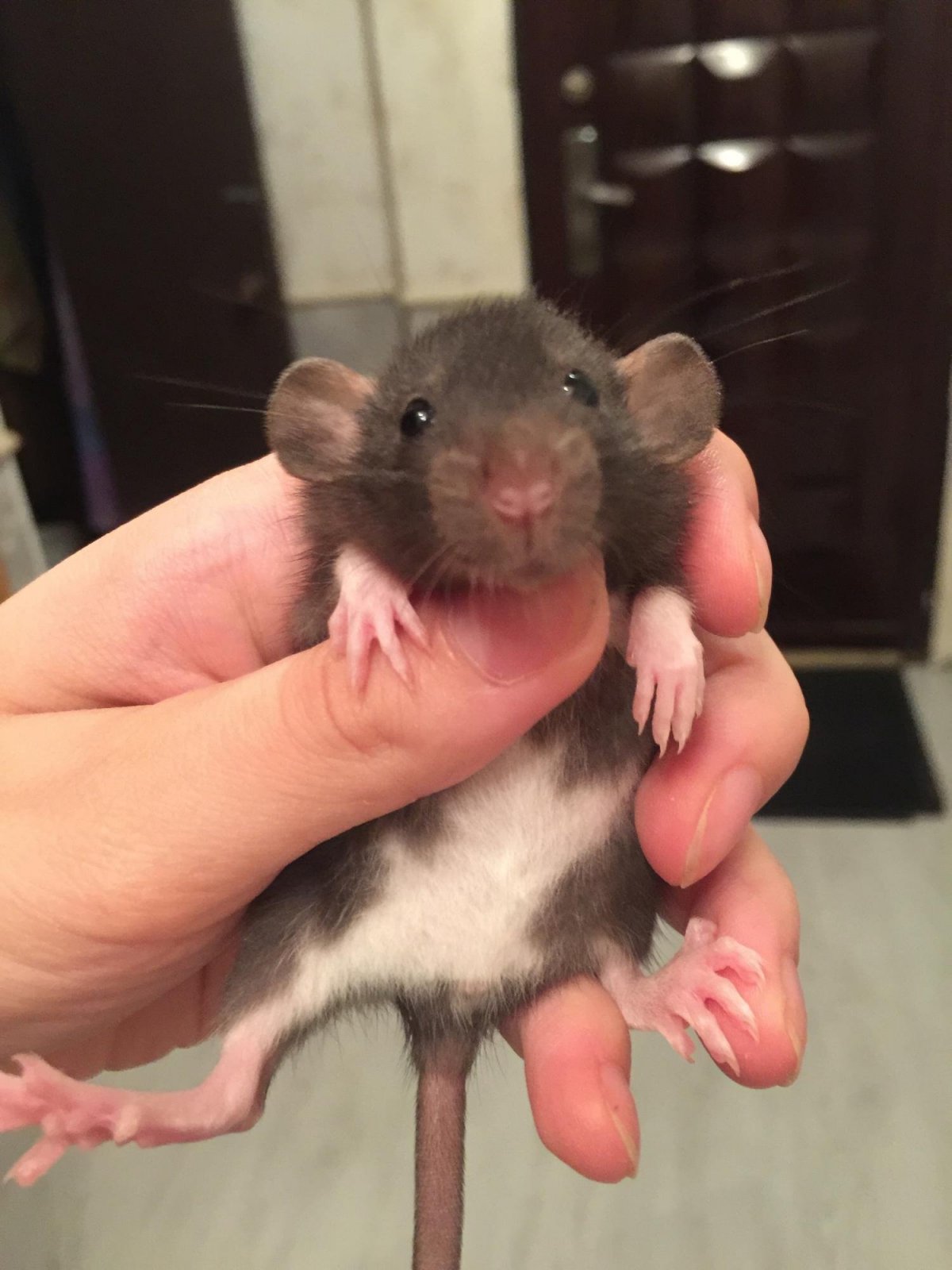 Сиамская мышь Дамбо