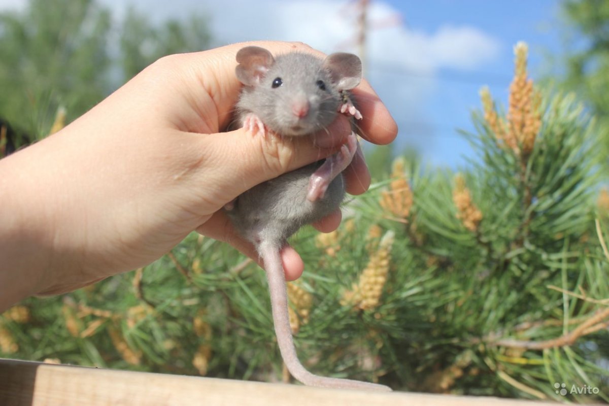 Крыса Дамбо агути