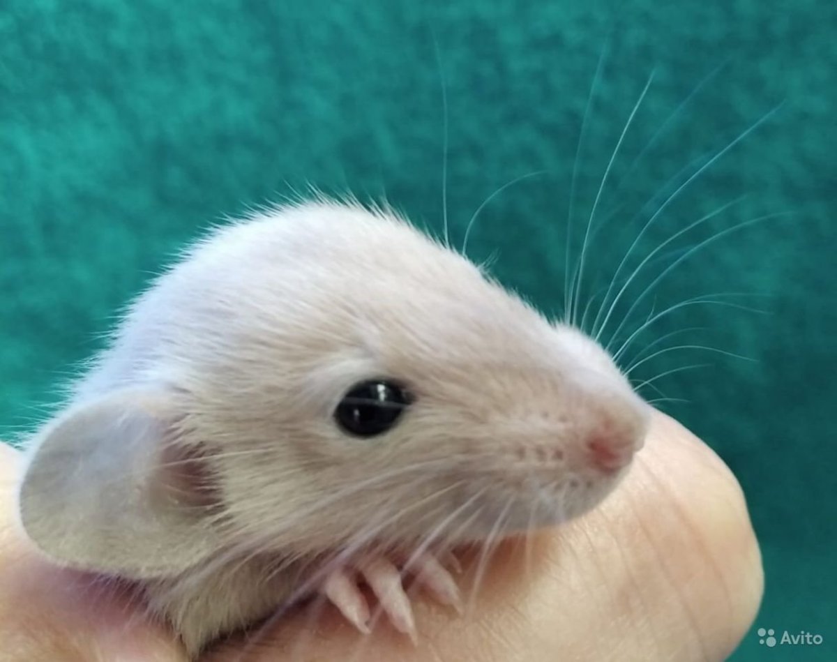 Крыса Дамбо сиамский окрас