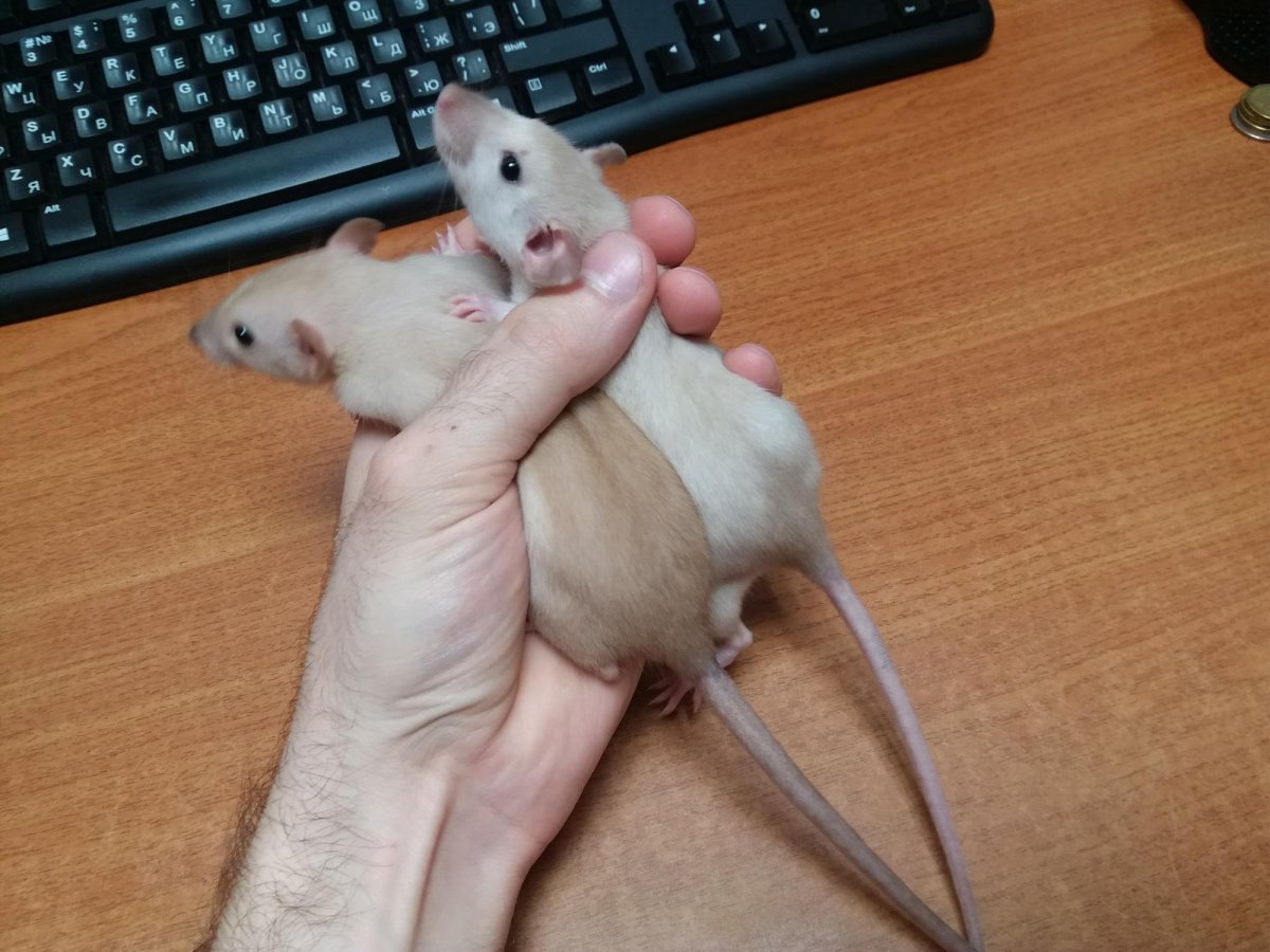 Крыса Дамбо расцветки