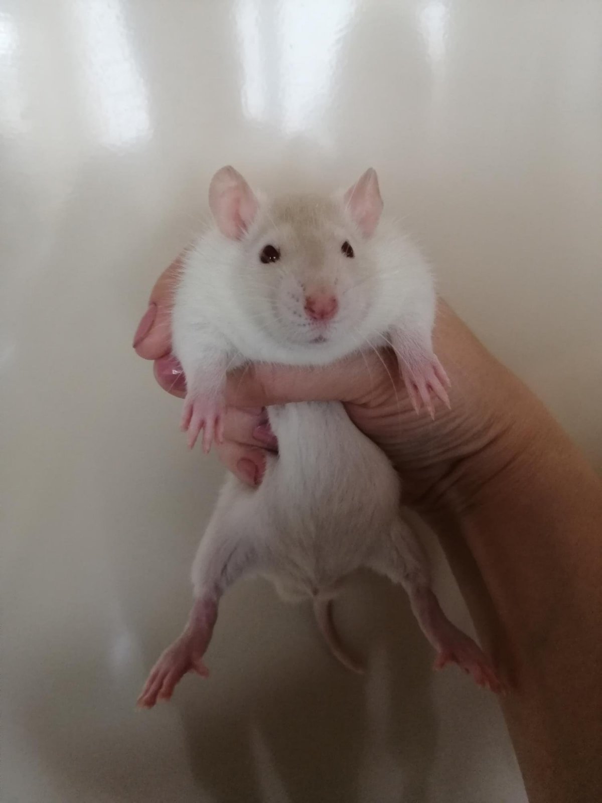 Крыса Дамбо Сиамская