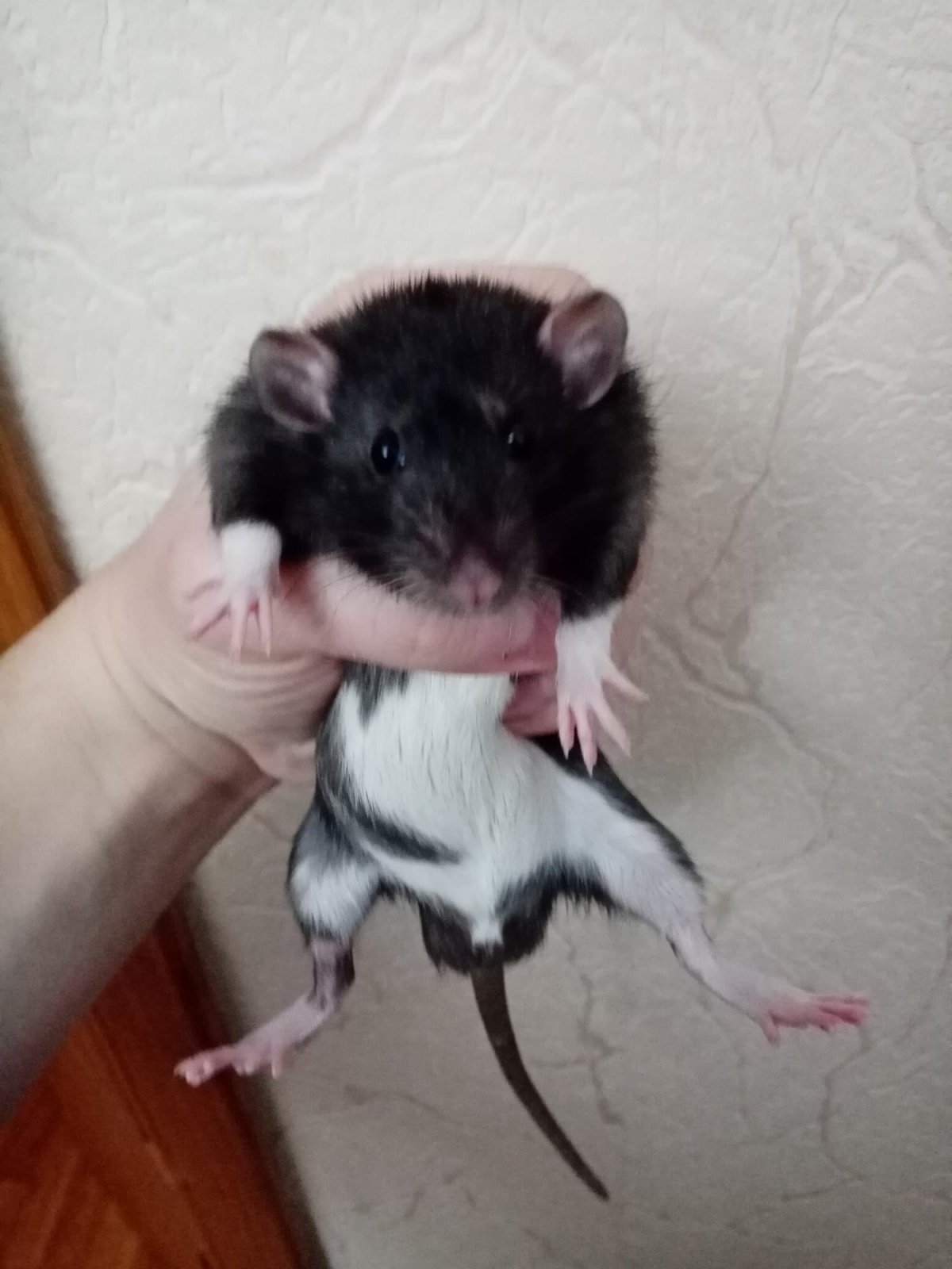 Окрасы крыс