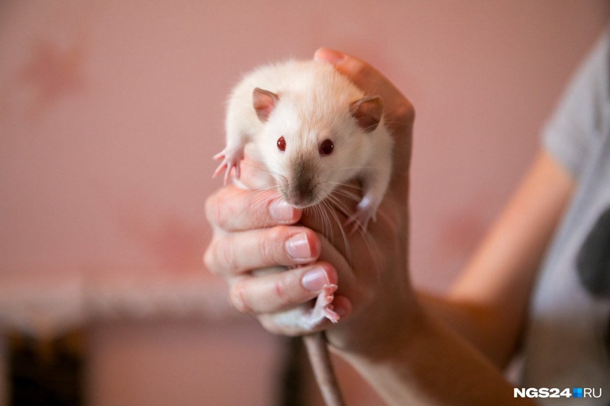 Сиамский рекс Дамбо