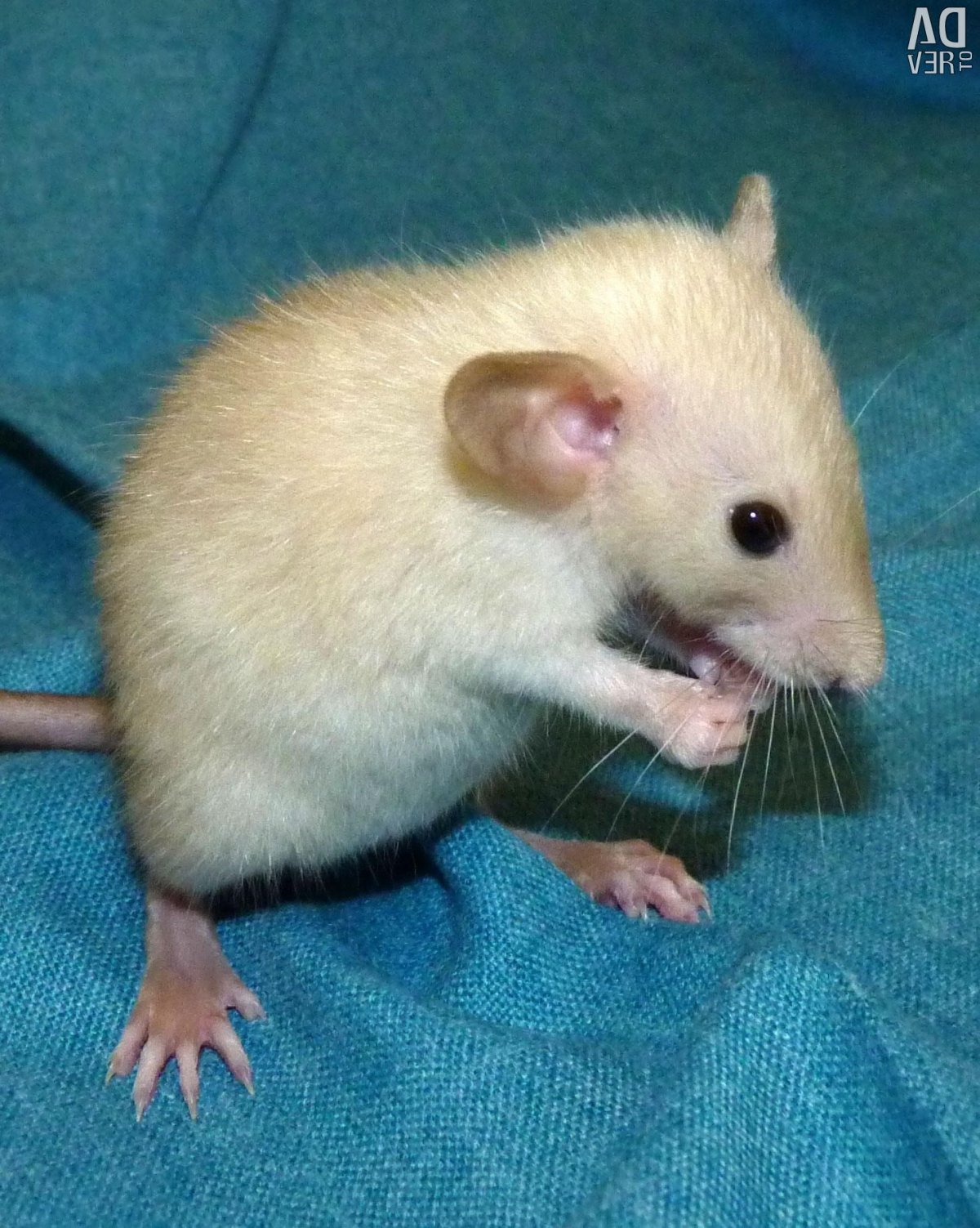 Крыса Дамбо Сиамская