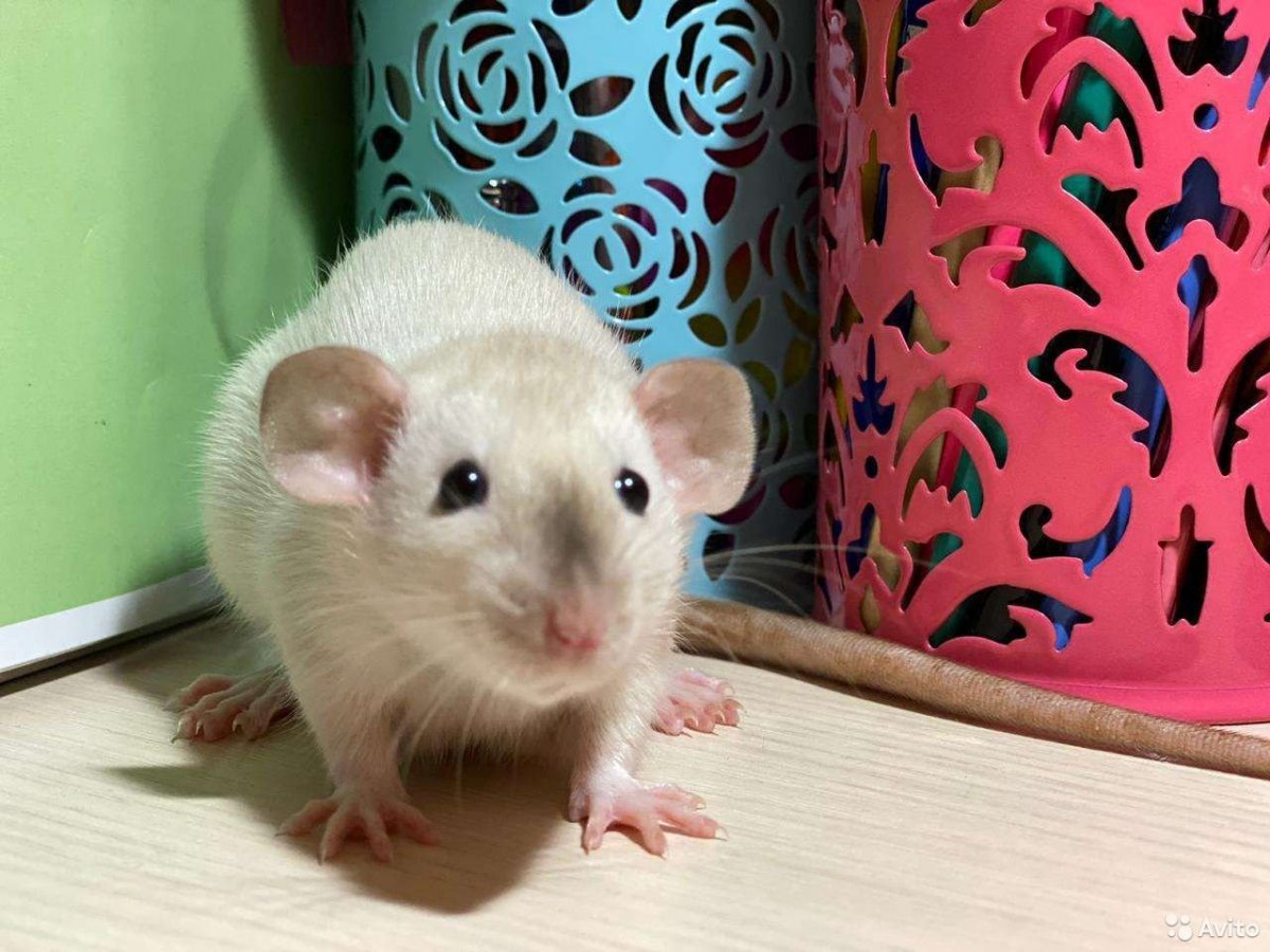 Дамбо Сиамская крыса породы