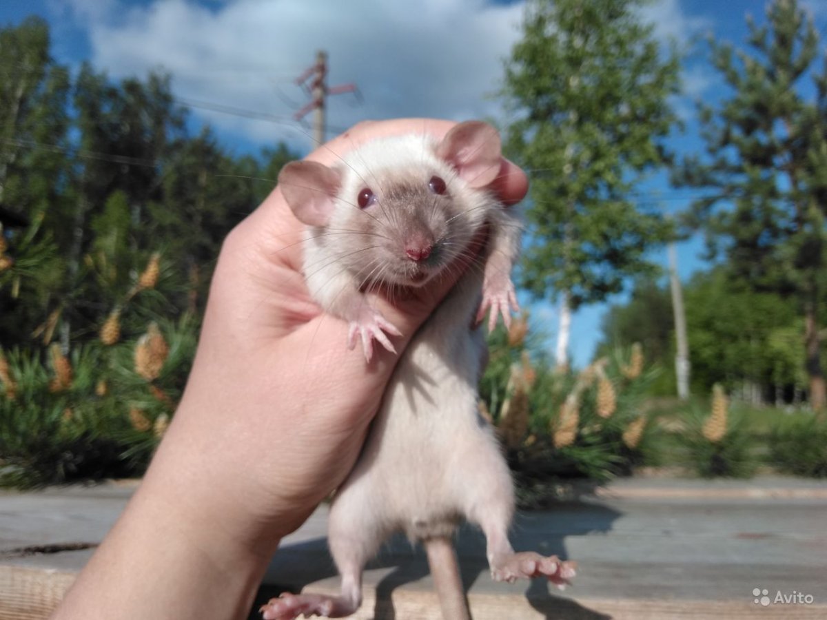 Крыса Дамбо рекс Сиам