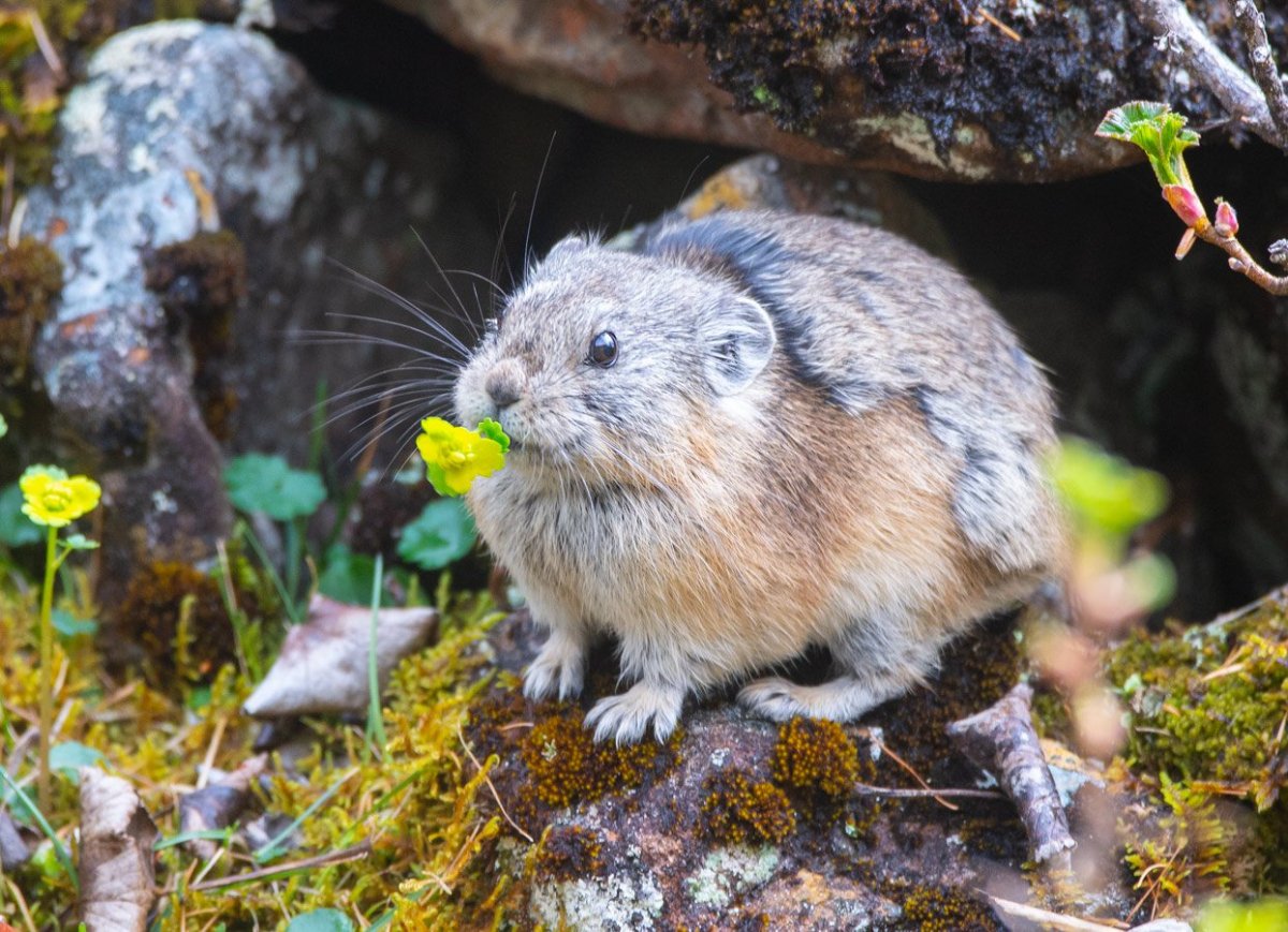 Мышь пищуха