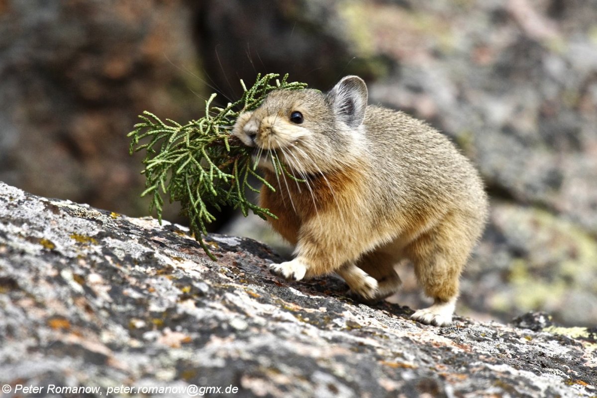 Уральская Северная пищуха