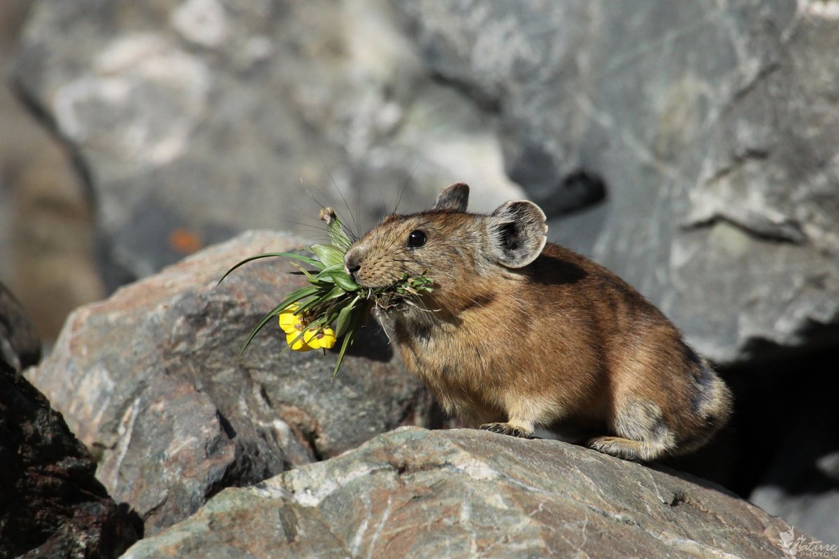 Зайцеобразные Алтайская пищуха.