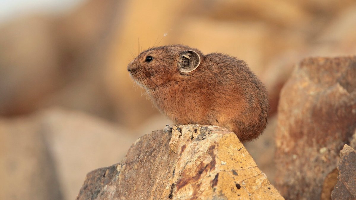 Степная пищуха