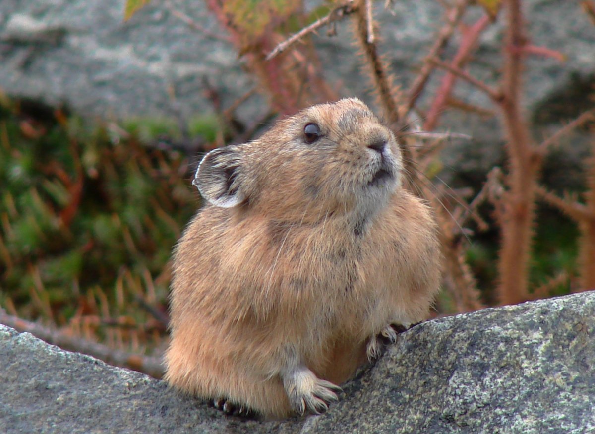 Пищуха Степная сурок