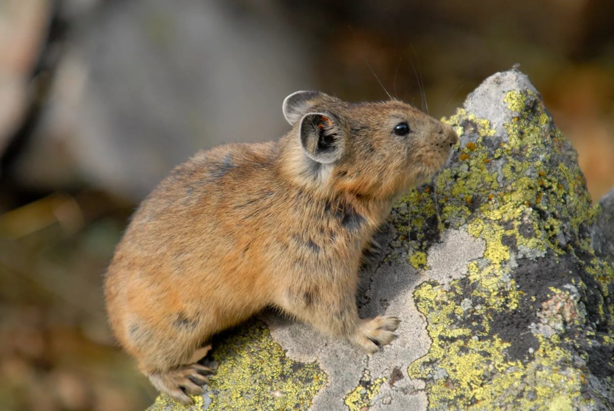 Пищуха Алтайская сеноставка