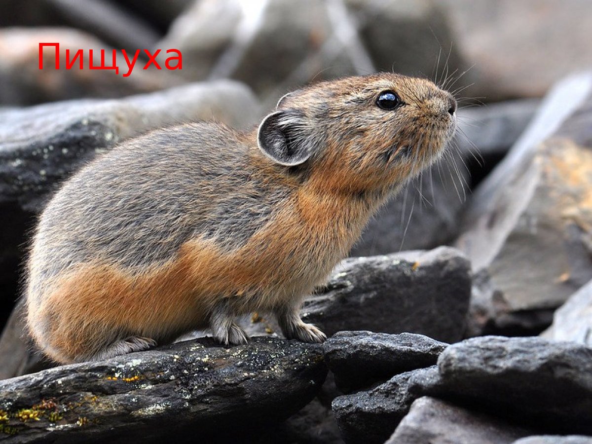 Северная пищуха (Ochotona Hyperborea)