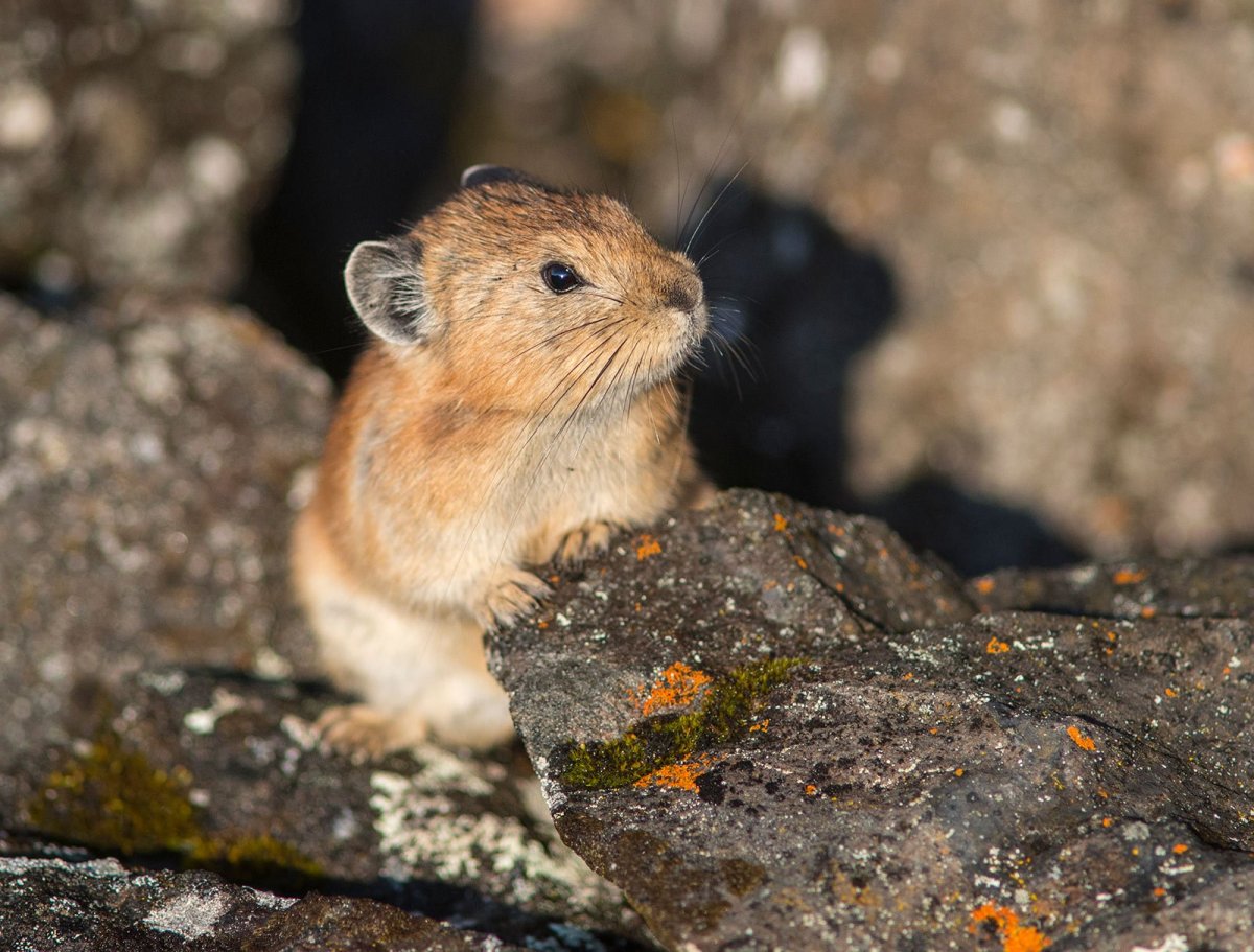 Черногубая пищуха Ochotona curzoniae