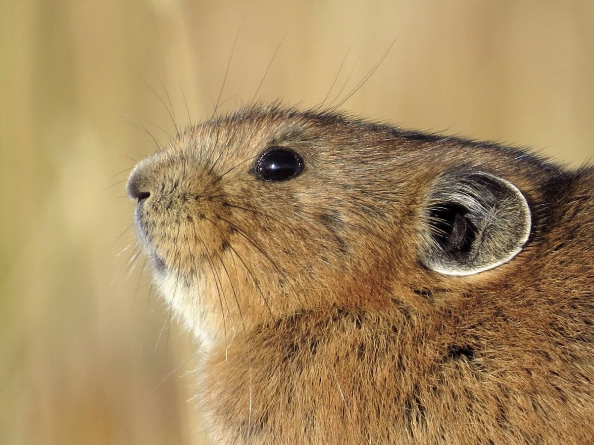 Сардинская пищуха