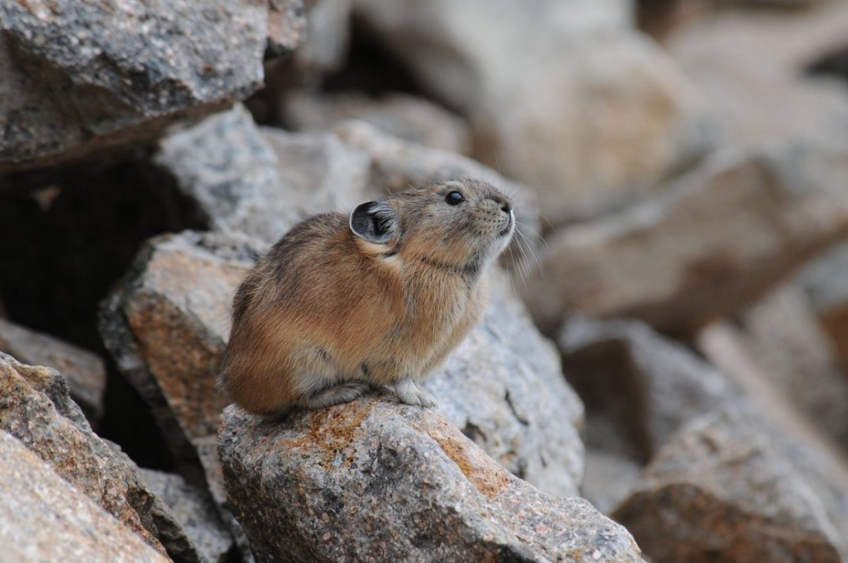 Пищухи зайцеобразные