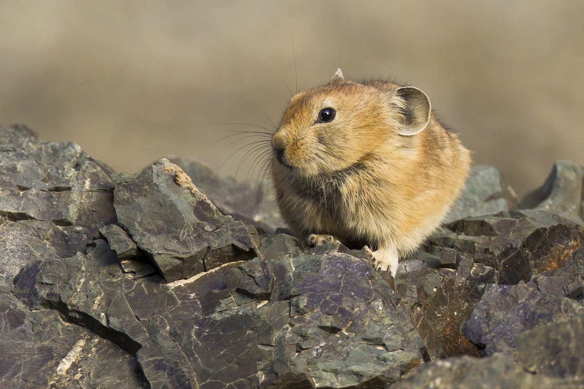 Альпийская пищуха