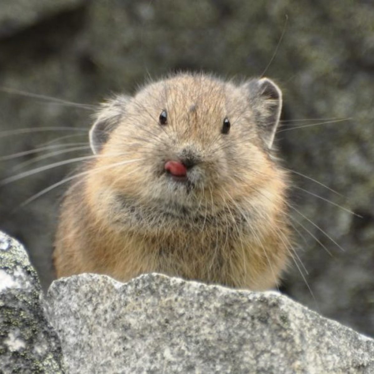 Алтайская пищуха