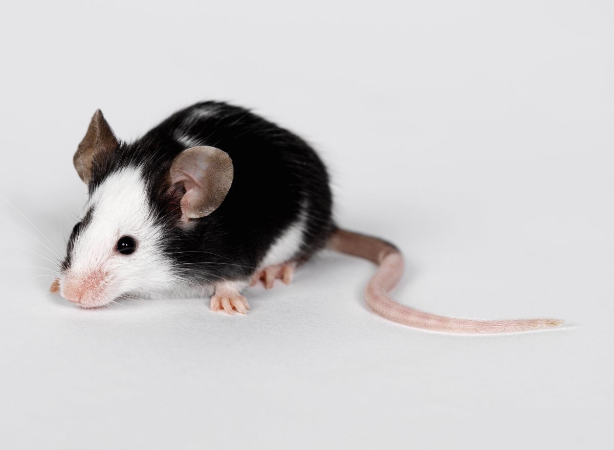 Крыса декоративная черно белая