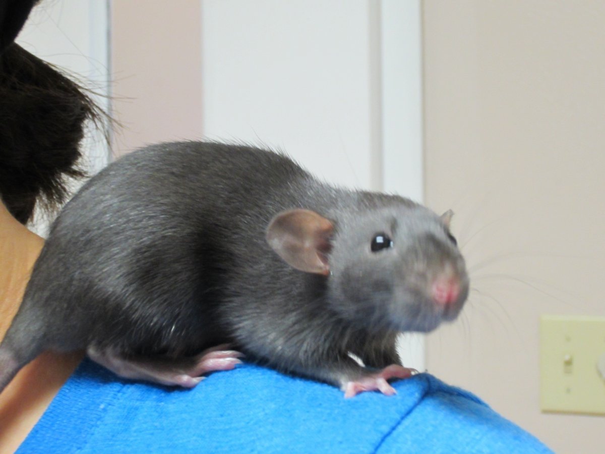 Крыса Дамбо рекс черная