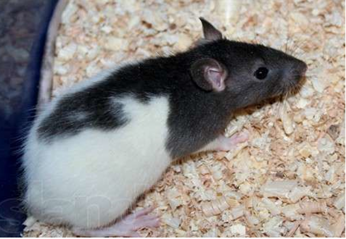 Крыса черно белая