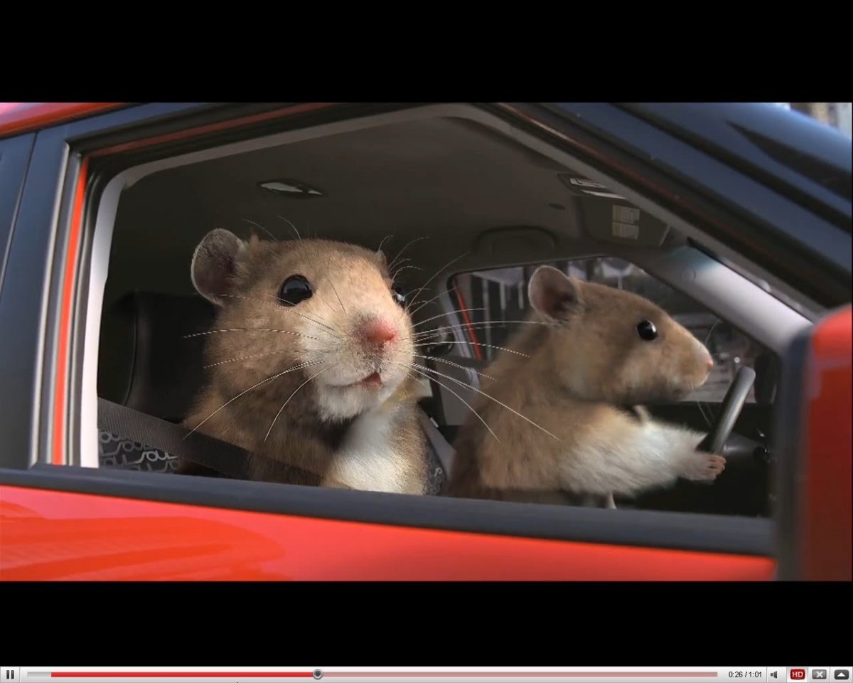 Хомяк за рулем