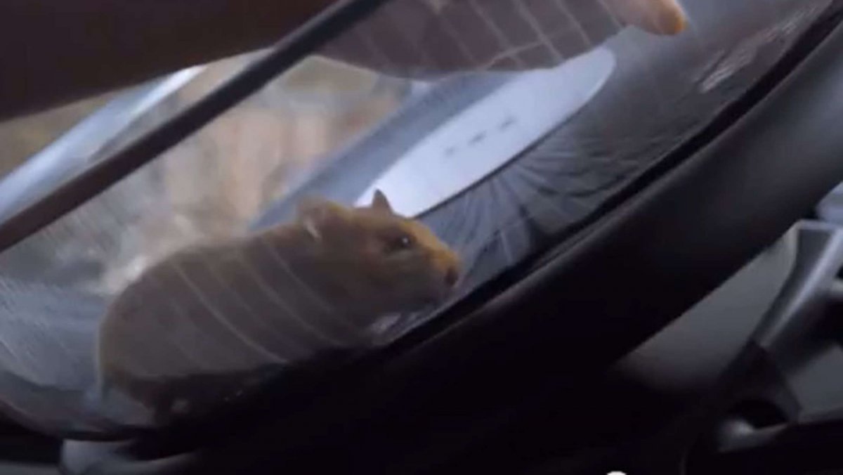 Хомяк за рулем