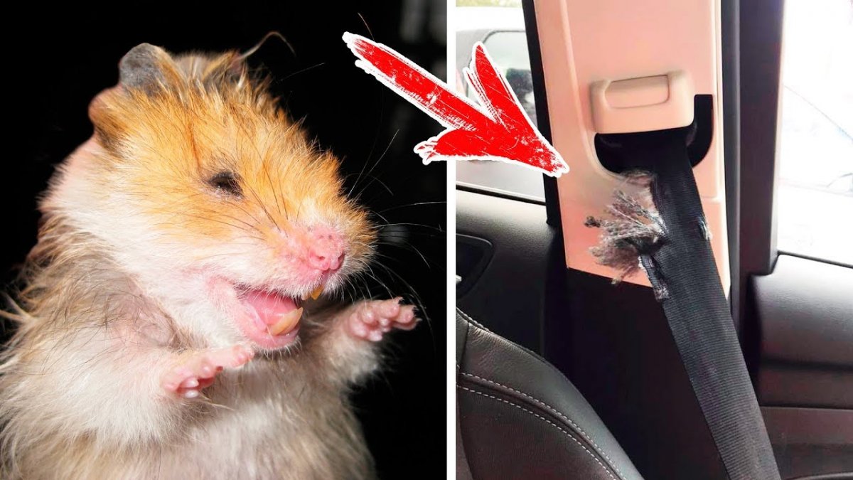Хомяк в машине