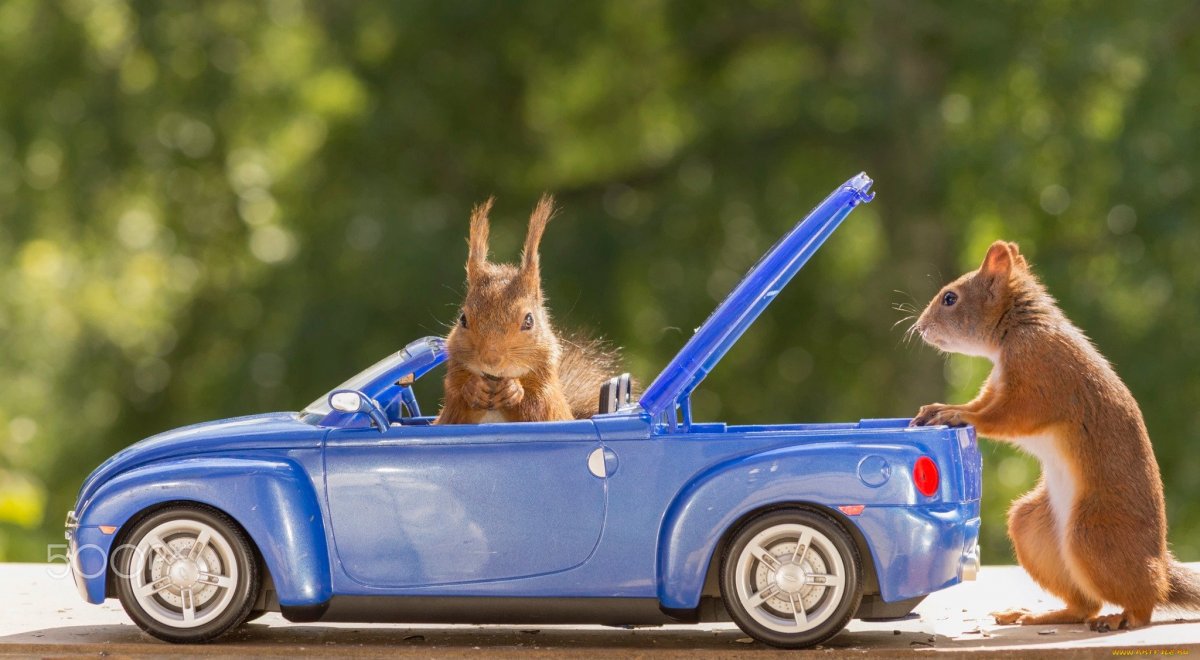 Белочка на машине