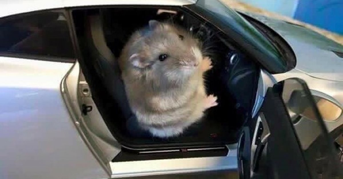 Мышь за рулем