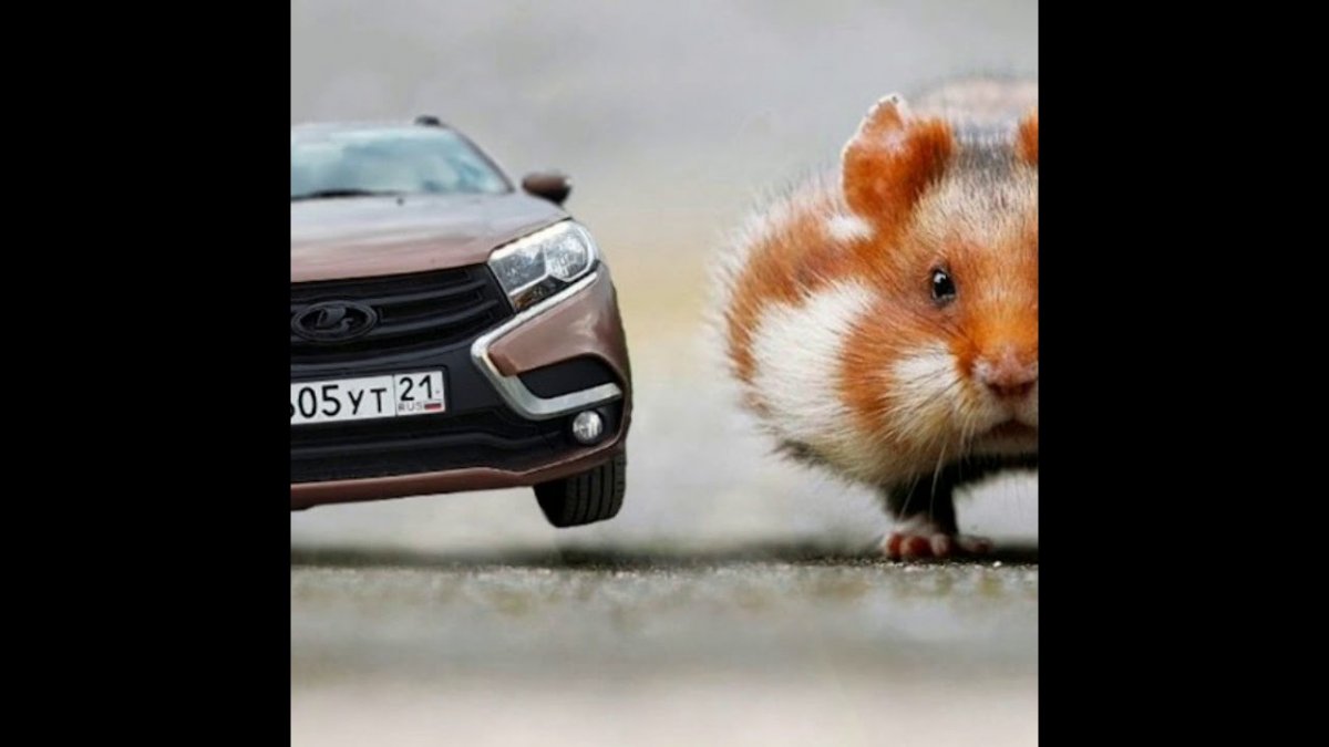 Хомяки смешные на машинах